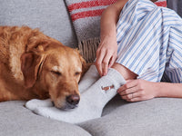 Sweet William Dog Socks Spaniel